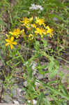 False spotted St. Johnswort